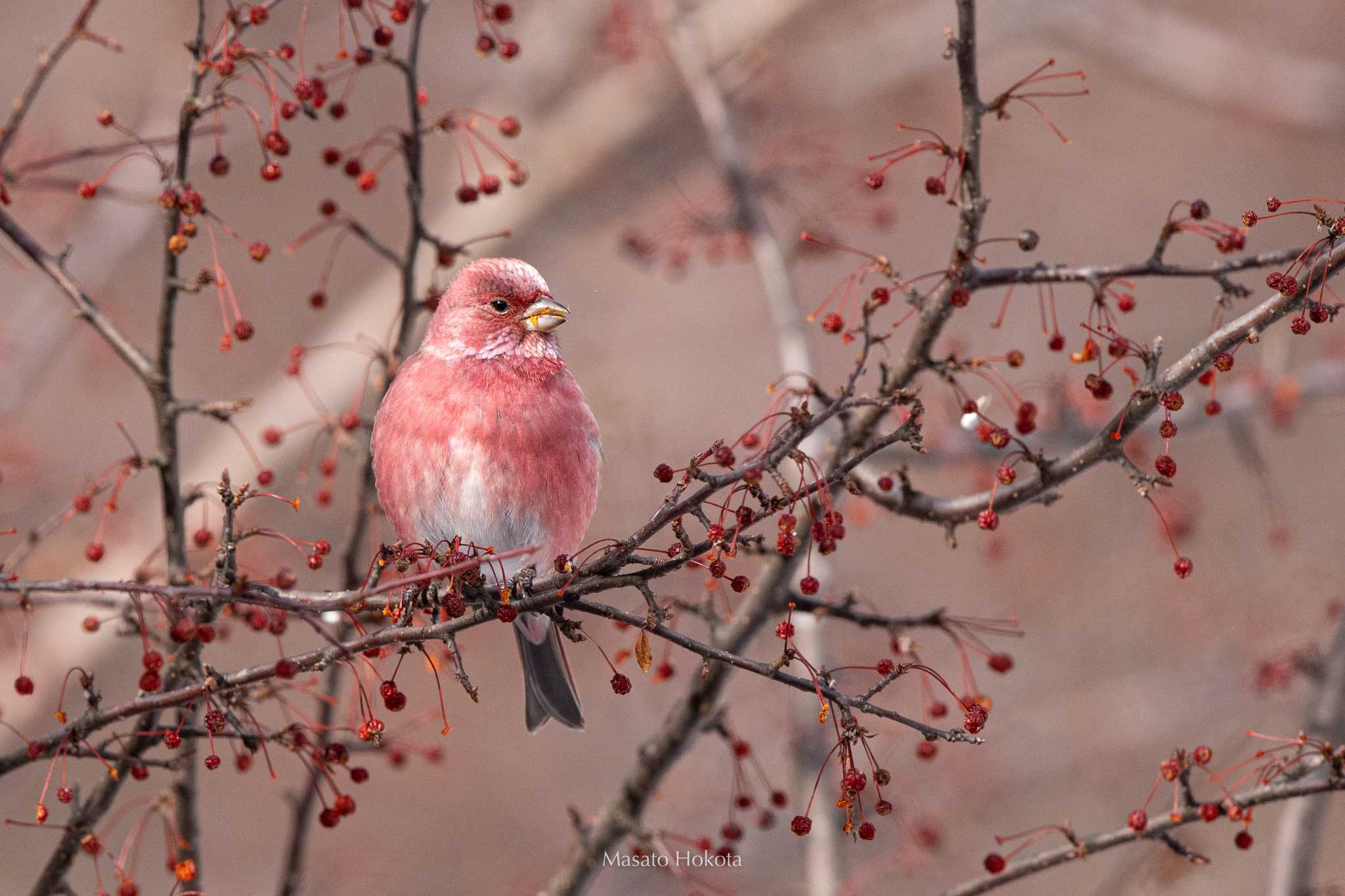 Photo of Pallas's Rosefinch at Senjogahara Marshland by Trio