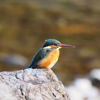 Common Kingfisher 御岳渓谷 Mon, 12/12/2016