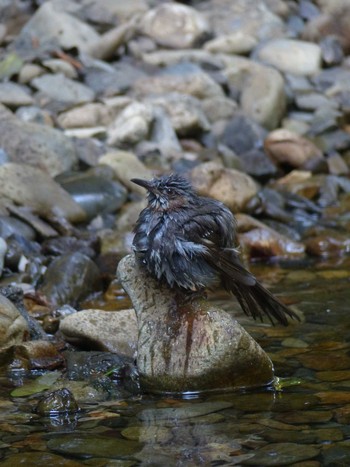 Brown-eared Bulbul 淵の森緑地 Tue, 8/25/2020