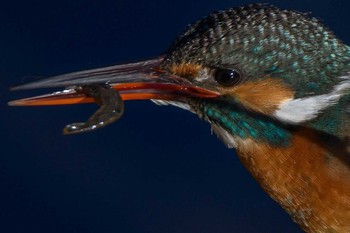 カワセミ 帷子川 2021年1月13日(水)