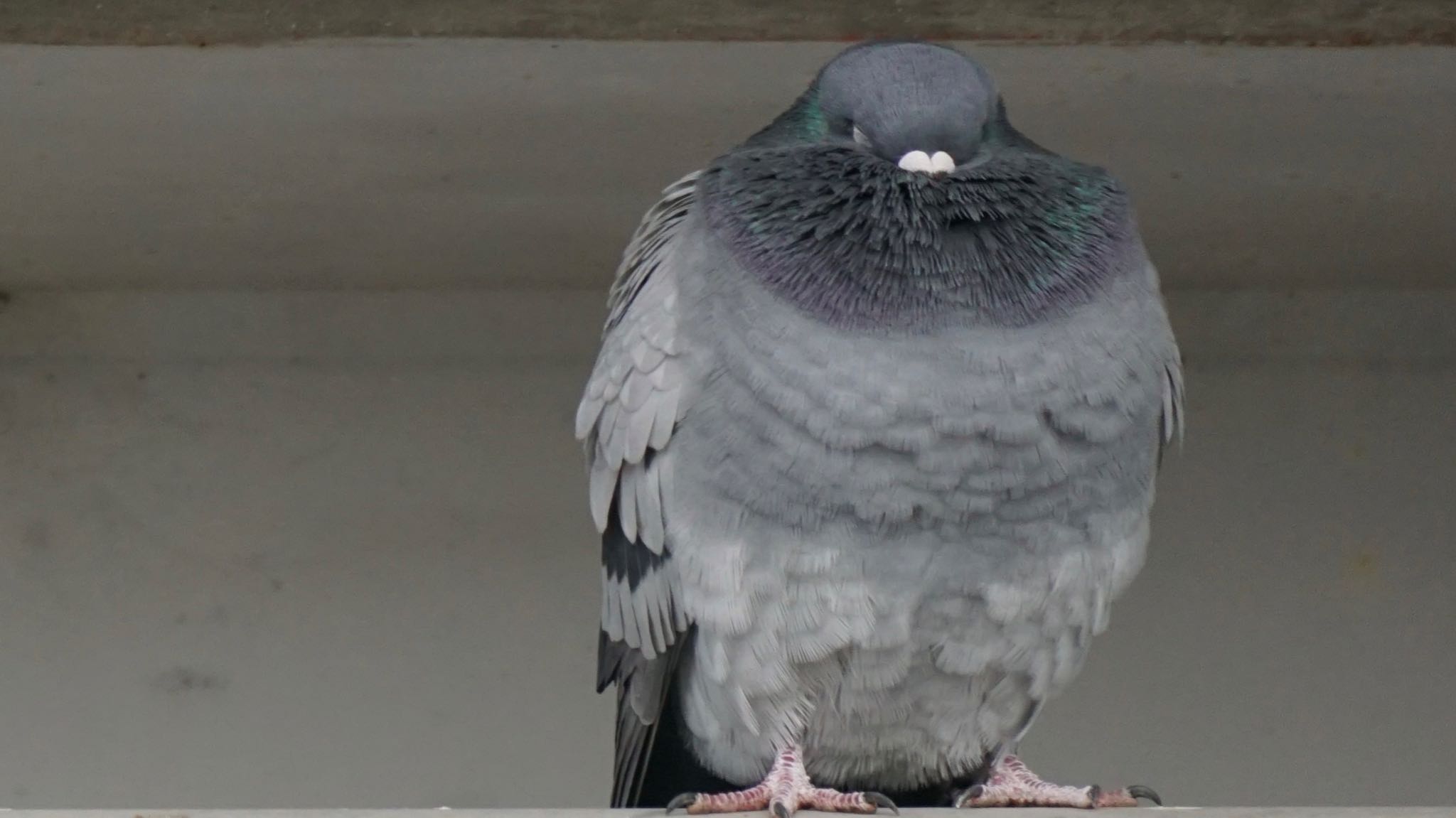 芝川第一調節池(芝川貯水池) カワラバトの写真 by ツピ太郎