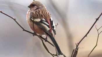 2021年1月11日(月) 芝川第一調節池(芝川貯水池)の野鳥観察記録