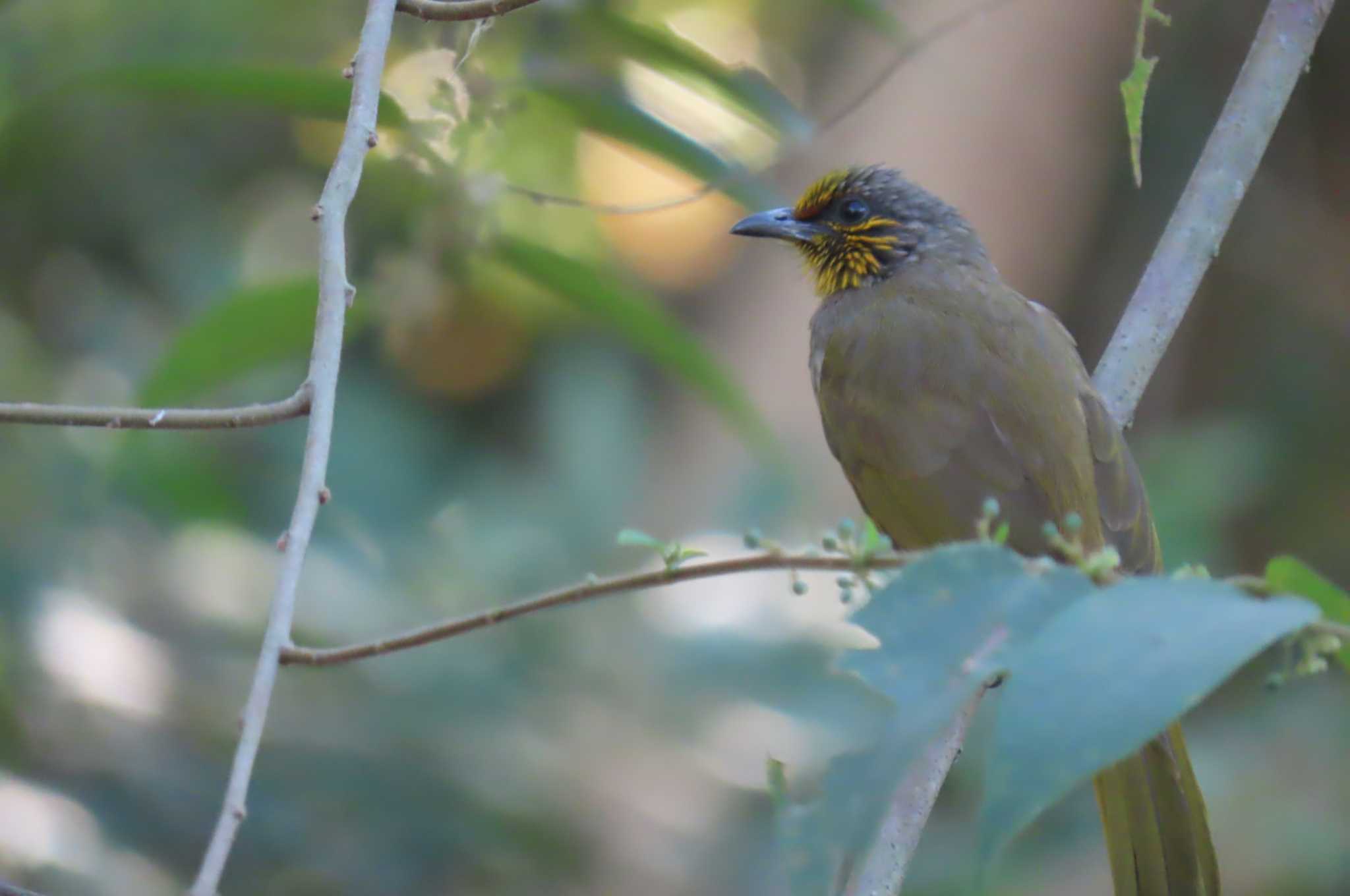 Khao Mai Keao Reservation Park キビタイヒヨドリの写真 by span265