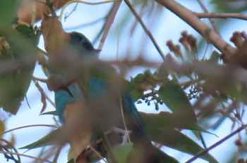 ロクショウヒタキ Khao Mai Keao Reservation Park 2021年1月14日(木)