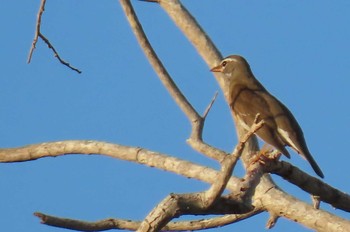 2021年1月14日(木) Khao Mai Keao Reservation Parkの野鳥観察記録