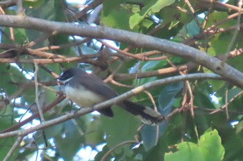 Malaysian Pied Fantail Khao Mai Keao Reservation Park Thu, 1/14/2021