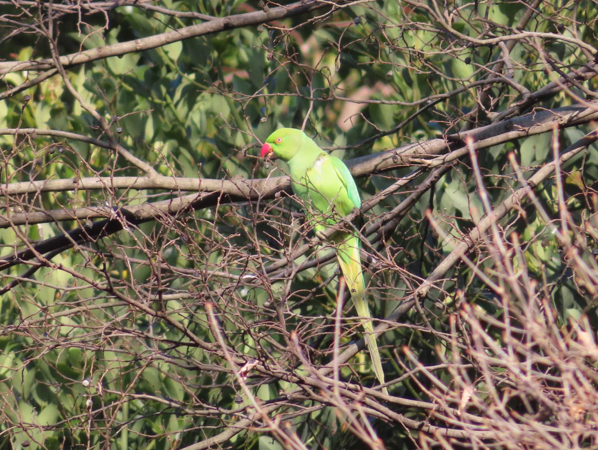 明治神宮 ワカケホンセイインコの写真 by ゆ