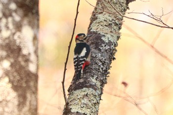 アカゲラ 南アルプス邑野鳥公園 2020年12月12日(土)