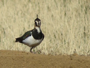 2021年1月14日(木) 平塚田んぼの野鳥観察記録