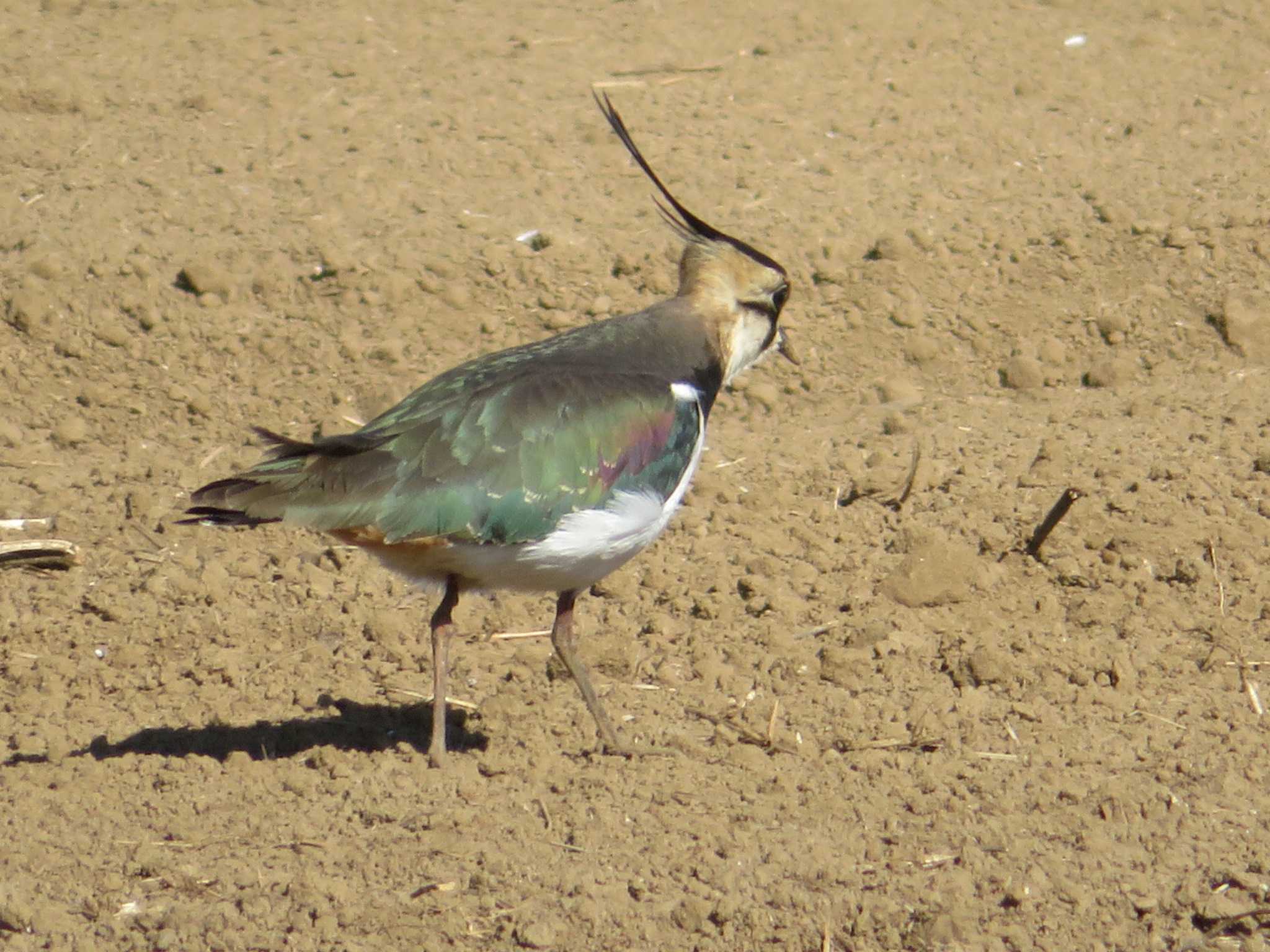 Northern Lapwing