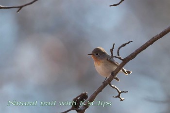 Red-breasted Flycatcher 東京都府中市 Sun, 12/11/2016