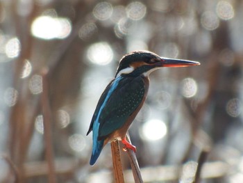 2021年1月14日(木) 21世紀の森と広場(千葉県松戸市)の野鳥観察記録