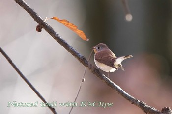 Red-breasted Flycatcher 東京都府中市 Sun, 12/11/2016