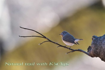 Red-breasted Flycatcher 東京都府中市 Sun, 12/11/2016