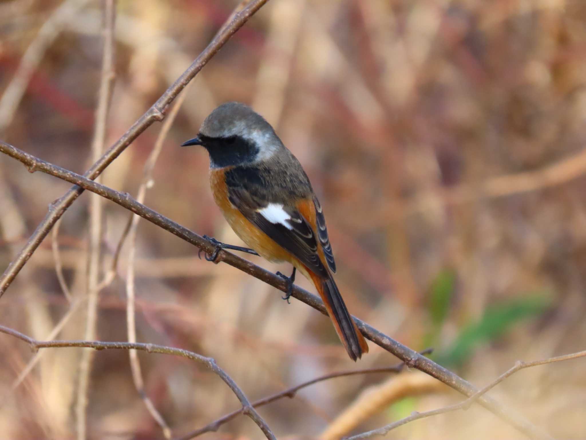 権現山(弘法山公園) ジョウビタキの写真 by Taka