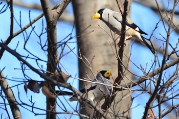 Tue, 1/12/2021 Birding report at 神代植物公園