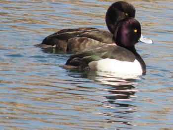 Tufted Duck 岡山旭川 Thu, 1/14/2021