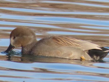 Gadwall 岡山旭川 Thu, 1/14/2021