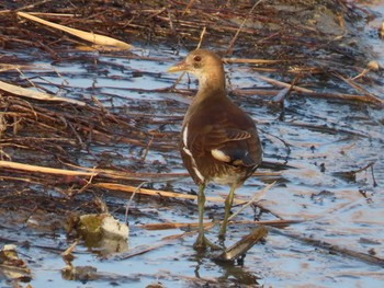 Common Moorhen 岡山百間川 Thu, 1/14/2021