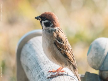 Eurasian Tree Sparrow Kasai Rinkai Park Thu, 1/14/2021