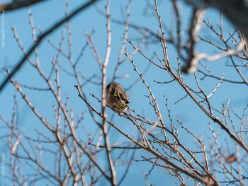 カワラヒワ 葛西臨海公園 2021年1月14日(木)