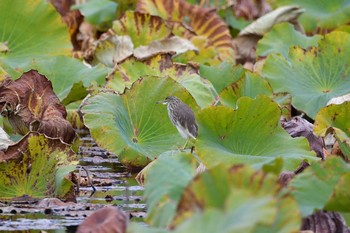 2020年11月21日(土) 大阪府の野鳥観察記録