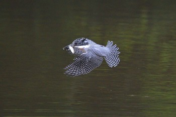 Crested Kingfisher Unknown Spots Tue, 10/18/2016