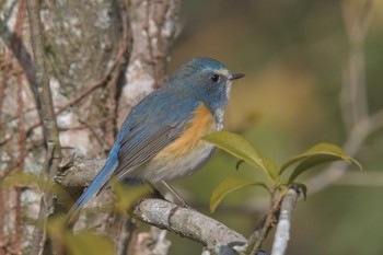 ルリビタキ 滋賀県甲賀市甲南町創造の森 2021年1月14日(木)