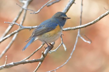 ルリビタキ 滋賀県甲賀市甲南町創造の森 2021年1月14日(木)