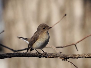 Thu, 1/14/2021 Birding report at 八王子市