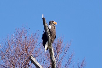 オオワシ 栃木県 2021年1月11日(月)