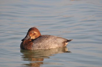 ホシハジロ 馬見丘陵公園 2021年1月13日(水)