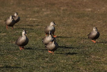 カルガモ 葛西臨海公園 2021年1月14日(木)