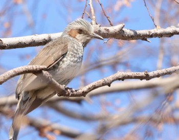 ヒヨドリ 葛西臨海公園 2021年1月14日(木)