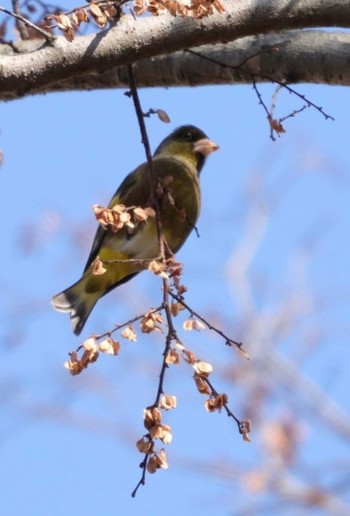 カワラヒワ 葛西臨海公園 2021年1月14日(木)