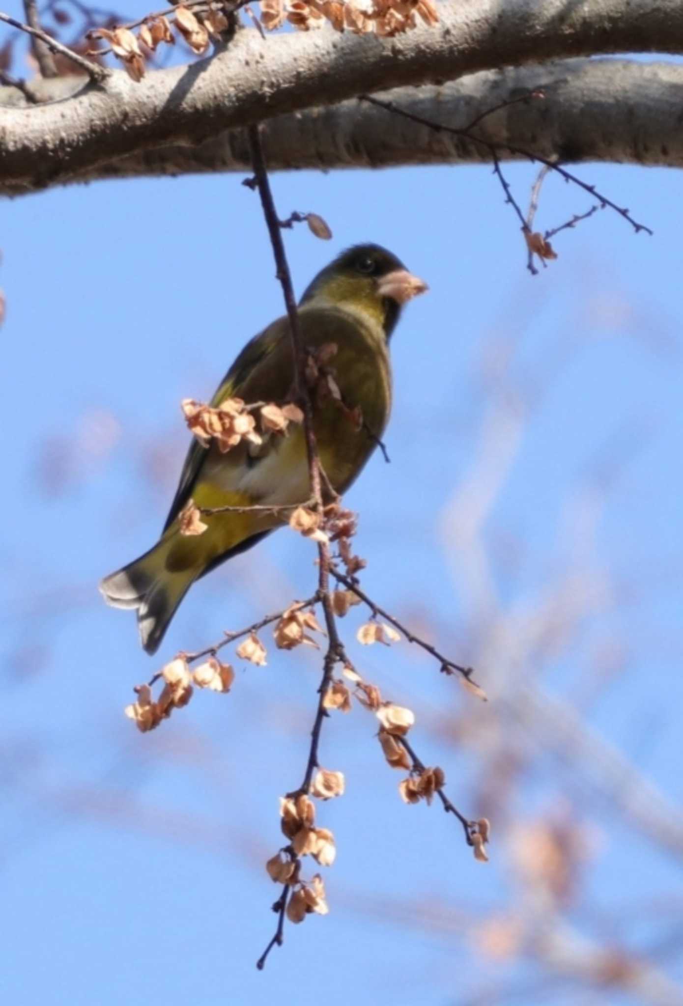 カワラヒワ