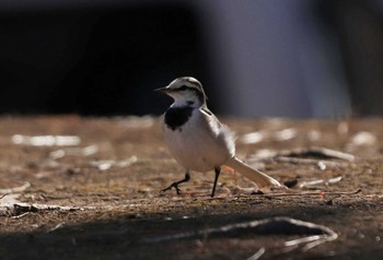 ハクセキレイ 葛西臨海公園 2021年1月14日(木)