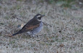 ツグミ 葛西臨海公園 2021年1月14日(木)