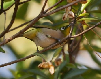 2021年1月14日(木) 葛西臨海公園の野鳥観察記録