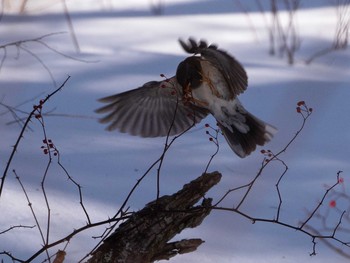 2021年1月14日(木) 戦場ヶ原の野鳥観察記録