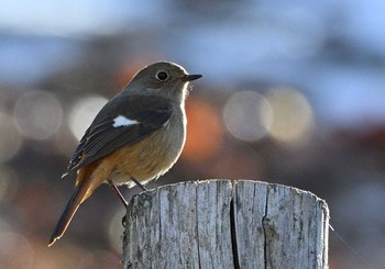 ジョウビタキ 楽山公園(山梨県都留市) 2021年1月14日(木)