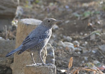 イソヒヨドリ 楽山公園(山梨県都留市) 2021年1月14日(木)