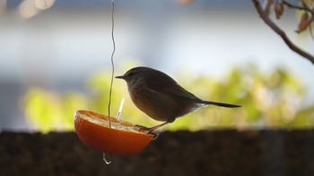 Japanese Bush Warbler 東京都23区 Wed, 1/13/2021