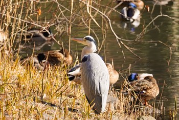 Grey Heron Yatoyama Park Thu, 1/14/2021