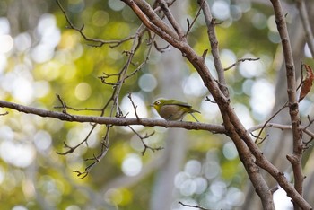 Warbling White-eye Yatoyama Park Thu, 1/14/2021