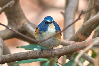 ルリビタキ 薬師池公園 2019年1月10日(木)