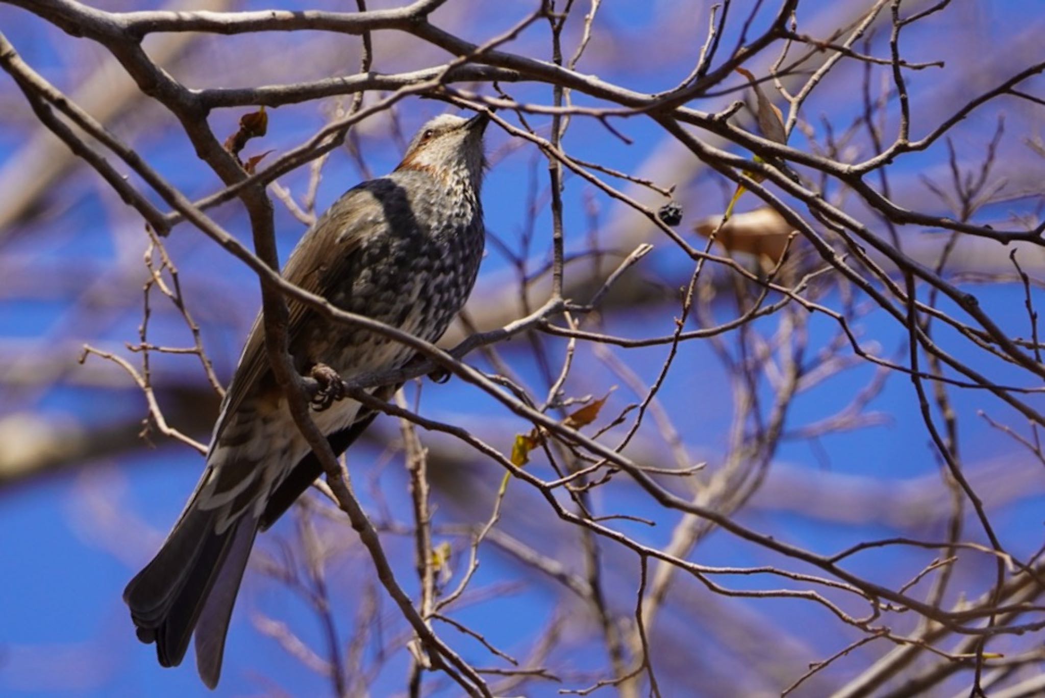 Photo of Brown-eared Bulbul at Yatoyama Park by KEI