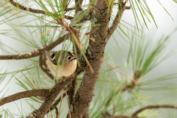 キクイタダキ 常盤公園(山口県宇部市) 2021年1月11日(月)