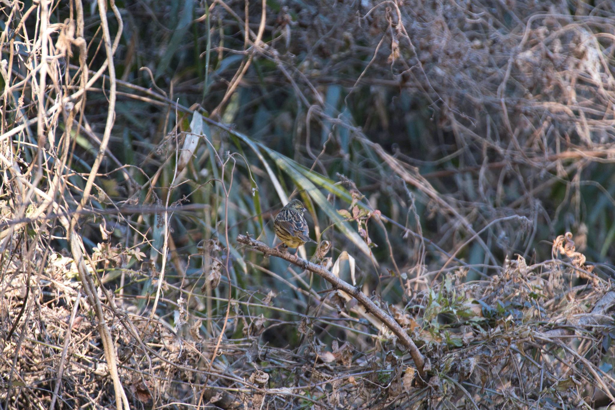 Photo of Masked Bunting at Kitamoto Nature Observation Park by あおじさん