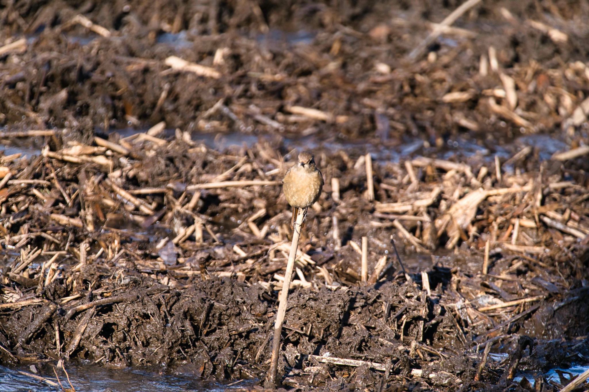 Daurian Redstart